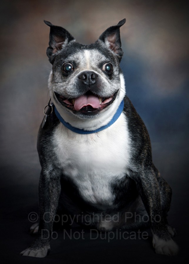 Pet Portrait